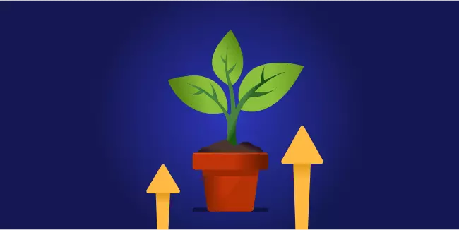The growth stage
